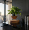 Magnetic Levitating Bonsai Pot