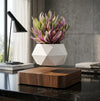 Magnetic Levitating Bonsai Pot